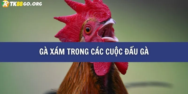 Gà Xám Là Gì? Tìm Hiểu Bí Mật Về Chiến Kê Dũng Mãnh TK88