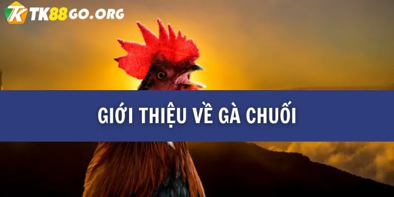 Gà Chuối Là Gì? Những Điều Thú Vị Bạn Chưa Biết Về Loài Gà Đặc Biệt TK88